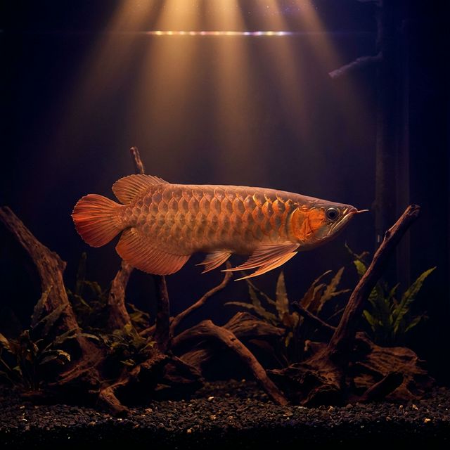 Banjar Red Arowana