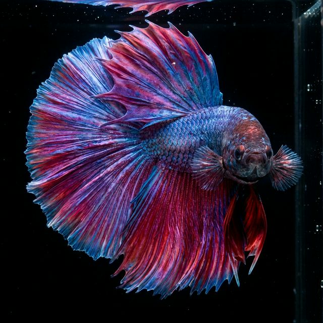 Premium Betta